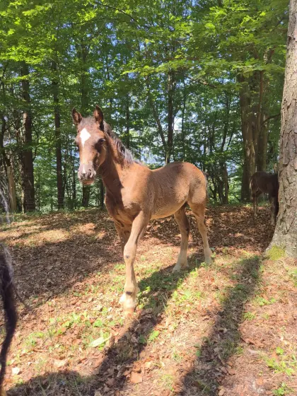 Stutfohlen, Reitpony, Rappe