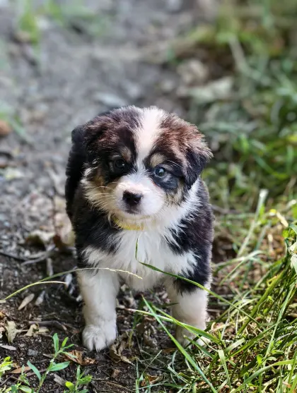 Australian Shepherd mit Ahnentafel