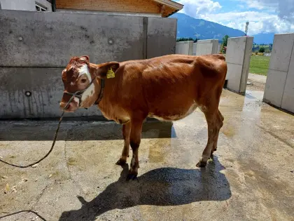 Bio-Fleckvieh-Jersey-Kalb
