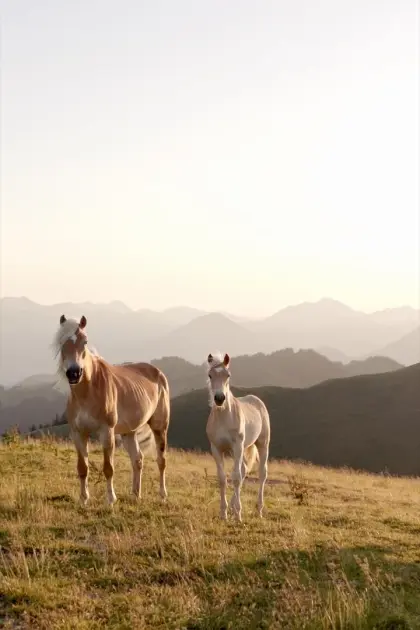 Haflinger Hengstfohlen