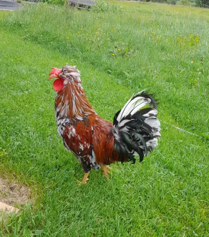 Schwedischer Blumenhahn