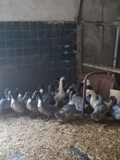 Verkaufe Enten