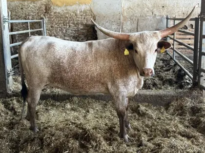 Texas Longhorn Kalbin abzugeben