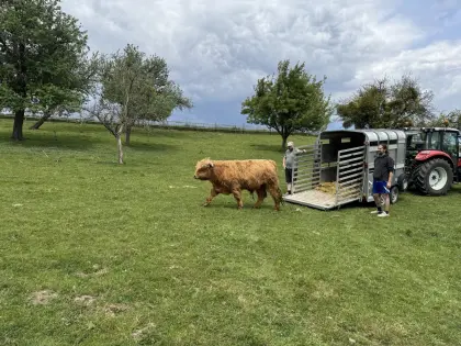 Hochlandrinderstier