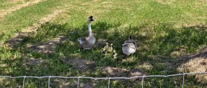 Höckergans-Familie (Pärchen mit 4 Gössel)