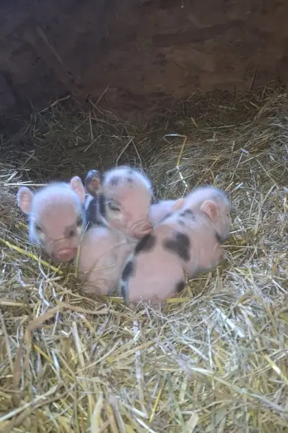 Kleine Minischwein-Ferkel aus kontrollierter Aufzucht