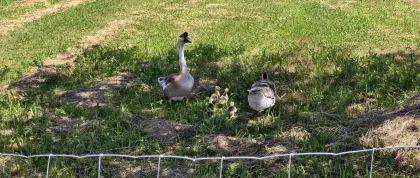 Höckergans-Familie (1 Pärchen, 4 Gössel)