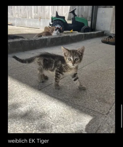Kätzchen, Katzen