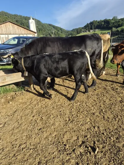Tuxer Stierkalb