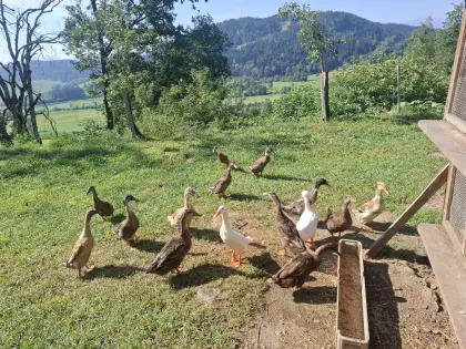 Enten zum Abgeben