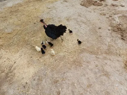 Verkaufe Küken mit Henne