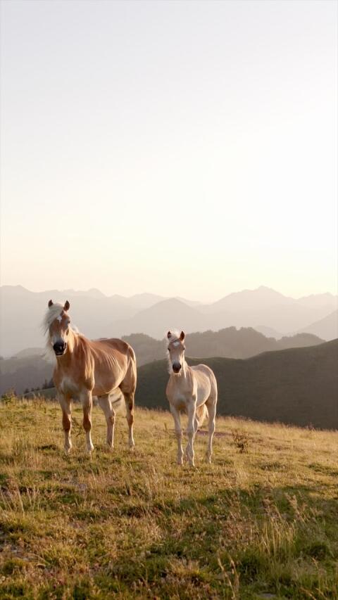 Haflinger Hengstfohlen