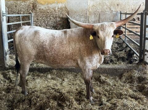 Texas Longhorn Kalbin abzugeben