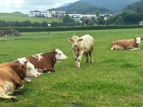 Charolais-Stier mit Fleckenanteil