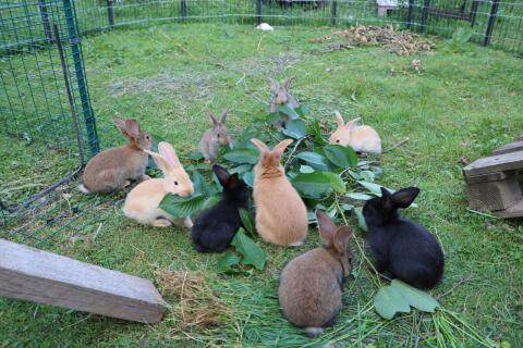 Kaninchen ab Mitte August abzugeben