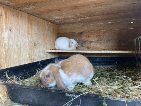 Zwergwidderpärchen