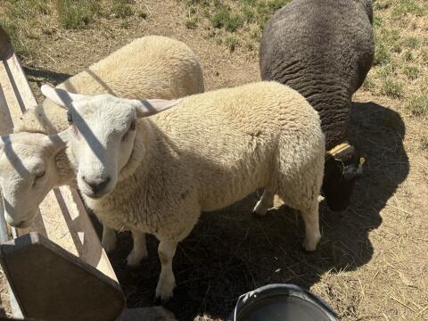 Texel-Widder Schafbock