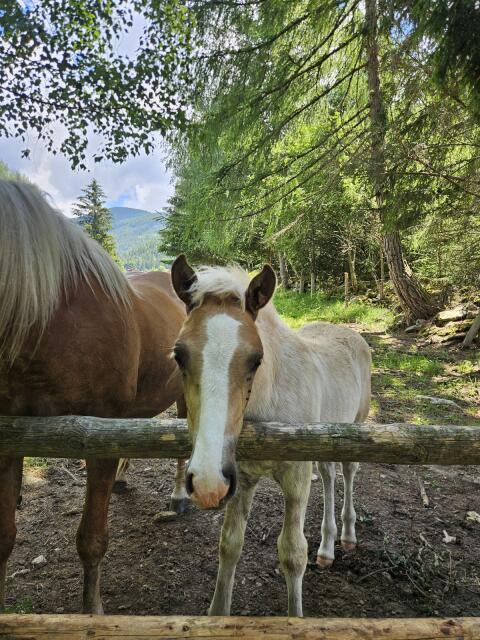 Haflinger-Hengstfohlen