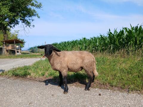 Suffolk Jungwidder aus Herdebuchzucht FW 126