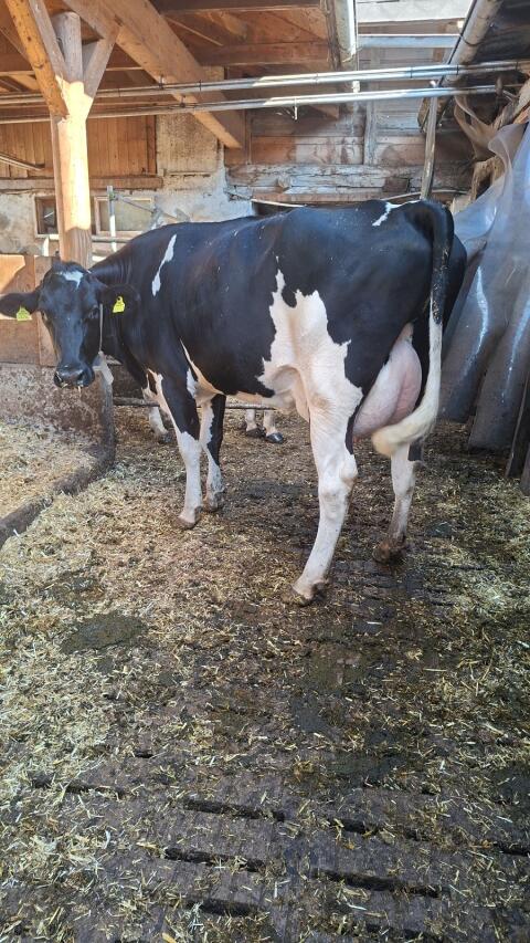 Holstein-Kuh