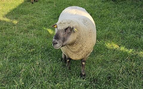 Shropshire-Schaf weiblich