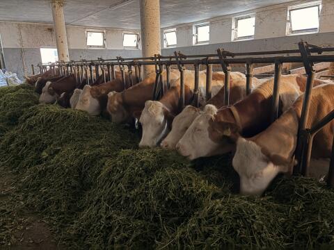 Bio-Heumilch ZZU Nachzucht, Kühe, Kalbinnen