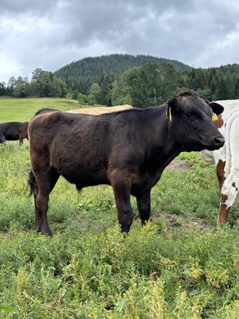 Wagyu-Ochse