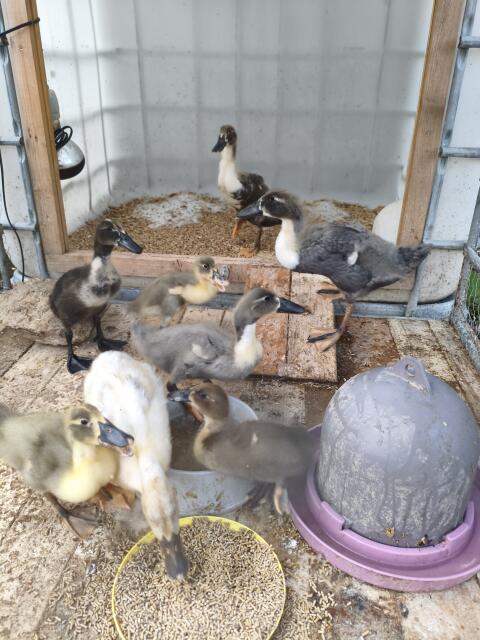 Laufente