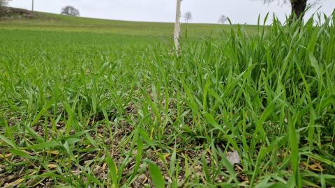 Suche Siloballen, Silageballen, Grassilageballen