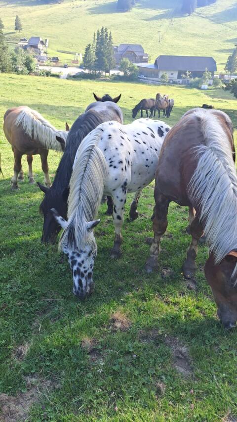 Noriker Tiger Hengst