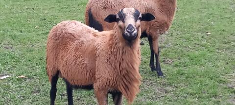 Barbados Blackbelly Bock