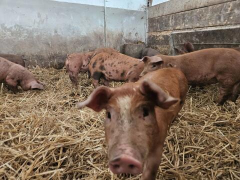 Ferkel Duroc/Pietrain