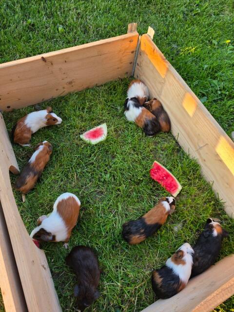 Meerschweinchen