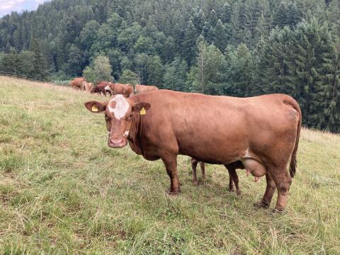 Bio-Mutterkuh mit Kalb