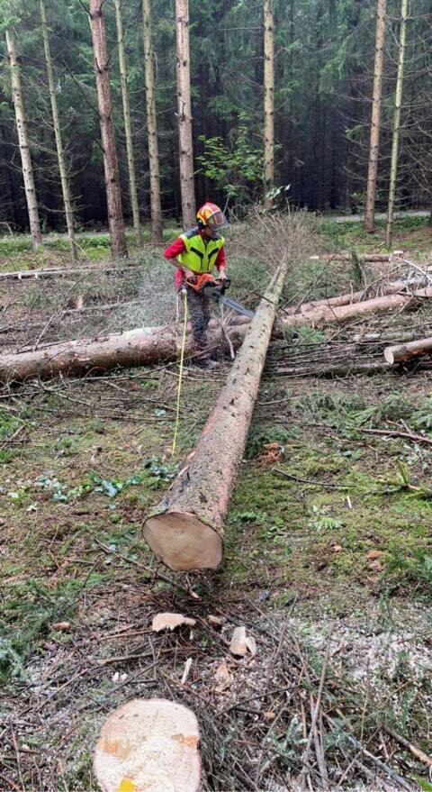Holzschlägerung
