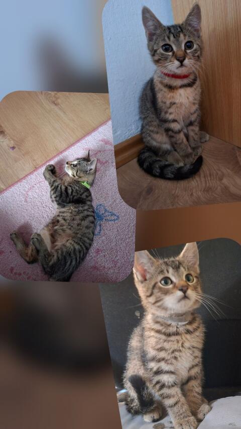 Katzenbabys