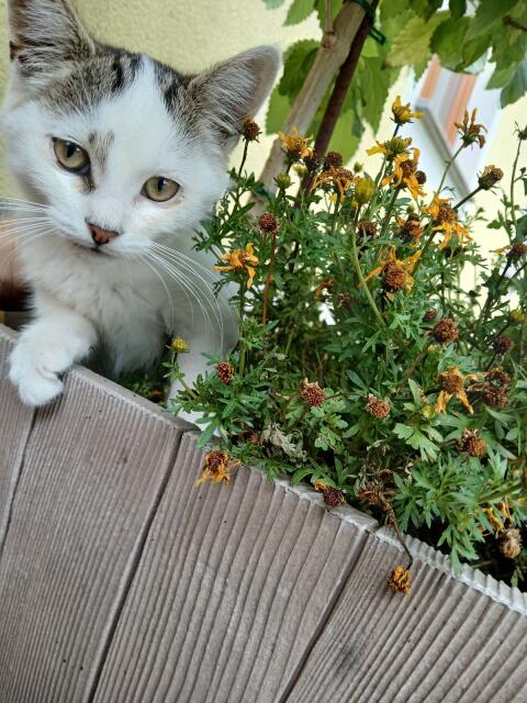 Katzenbaby