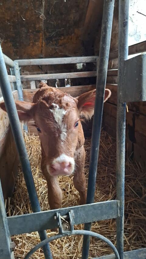 BIO Fleckvieh x Limousin Kalb