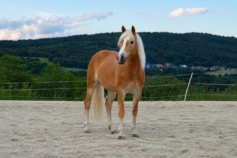 Adela ZH, Haflinger Stute