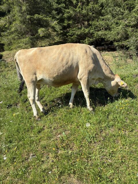 Verkaufe Jersey-Kalbin