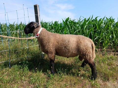 Suffolk Jungwidder aus Herdebuchzucht FW 130