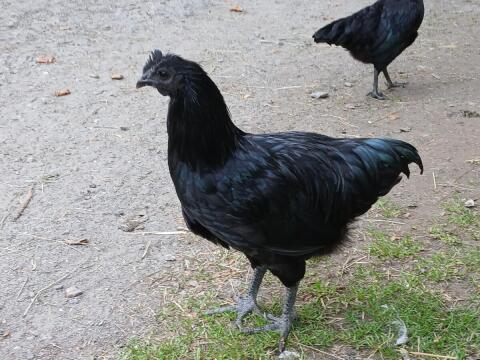 Ayam Cemani, Lavender Araucana, Barnevelder Hähne