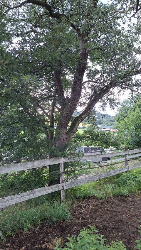 Birnenbaum