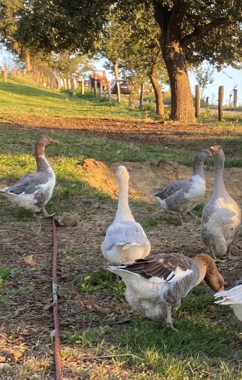 Gänse- und Putenpaar zu verkaufen