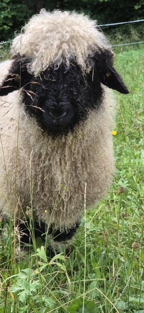 Walliser Schwarznasen-Widder