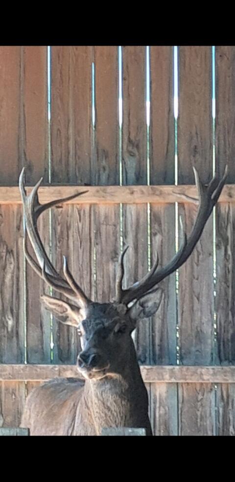 Hirsch