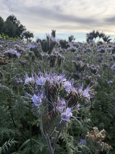 Bio-Phacelia