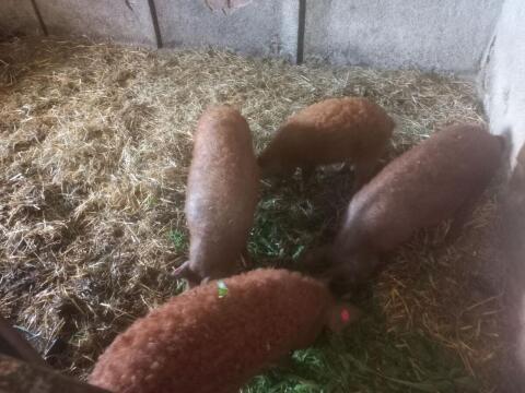 Mangalitza-Mastschweine