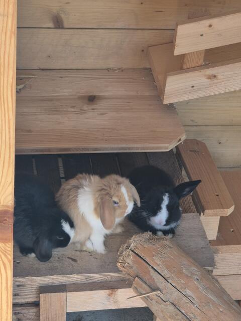 NHD Zwergwidder Kaninchen-Babys (m, w)