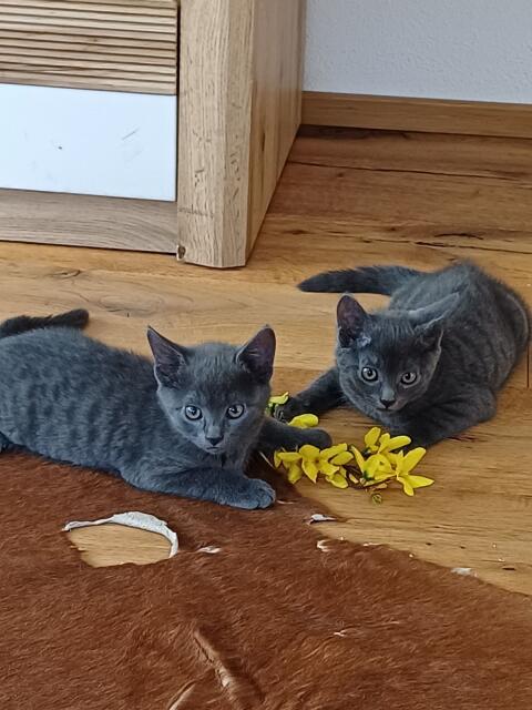 Katzenkinder